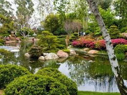 árvores chorando para o jardim