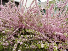 Espuma rosa amêndoa, plantio e cuidado