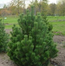 replantando um pinheiro no outono da floresta