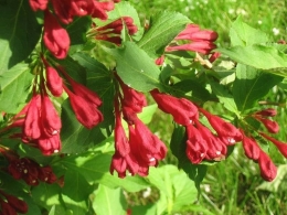 Weigela vermelho