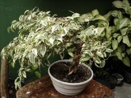 Qual é a aparência do ficus benjamina