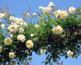 rosas alpinistas o que é isso