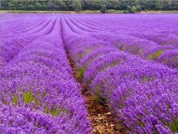 flor de lavanda