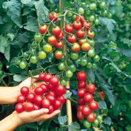 epin aumenta o rendimento de tomates e outros vegetais