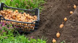 em que profundidade plantar batatas