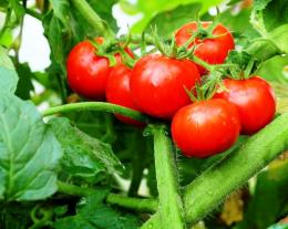 rendimento de explosão de tomates 