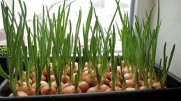 cultivando cebolas para verduras em casa