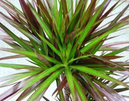 Cuidados com Dracaena marginata