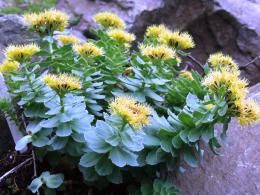 como é a rhodiola rosea ou raiz dourada?