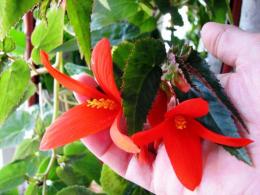 Begônia boliviana florescendo