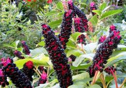 Phytolacca lakonos