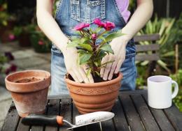 como replantar flores