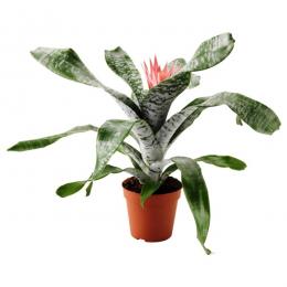 aechmea listrada