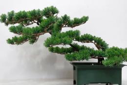 história da arte bonsai