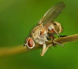 como combater a mosca da cebola