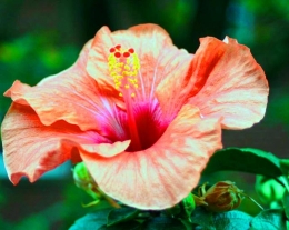 Flor de hibisco, descrição e foto