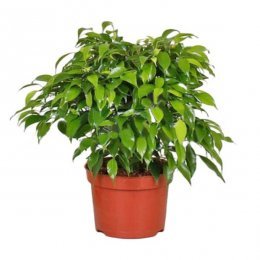 Ficus benjamina, porque as folhas ficam amarelas