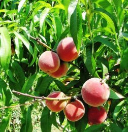 Como fazer crescer um pêssego de um caroço