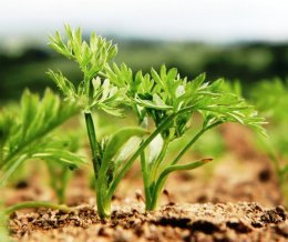 Quanto tempo leva para as cenouras crescerem?