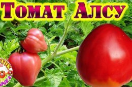 Tomate Alsou