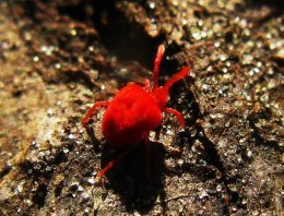 Ácaro vermelho da maçã