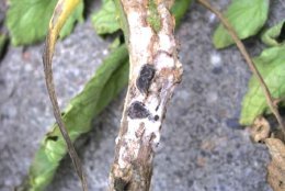 Sclerotinia, ou podridão branca da pimenta