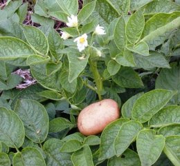 Fusarium da batata é uma doença fúngica