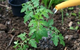 Alimentando tomates com leite, ácido bórico e iodo