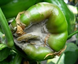 Podridão cinzenta da pimenta, descrição e foto