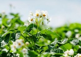 Gala de floração de batata