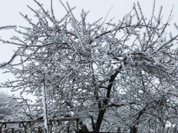 Como cuidar das macieiras no outono e inverno