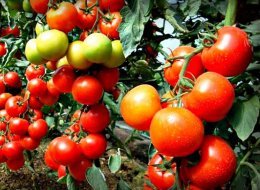 Cultivo de tomate de acordo com Maslov, aumentando o rendimento em 8 vezes