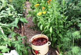 Fertilizante para mudas de tomate em casa