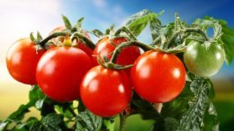 Alimentando tomates após o plantio em terreno aberto