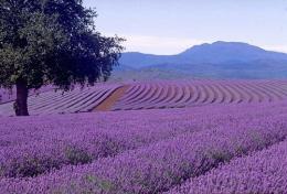 lavanda