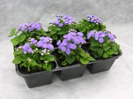 ageratum mexicano