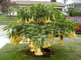 brugmansia