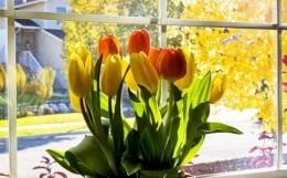 como plantar tulipas em casa