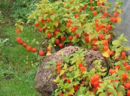 Physalis decorativa