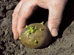 tecnologia agrícola de batata