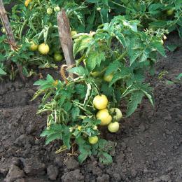 cultivo de tomates