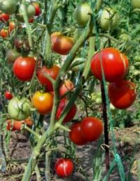 beliscando tomates