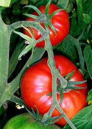 variedades de tomate