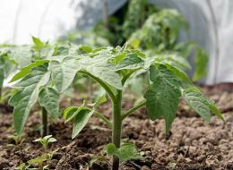 plantando tomate