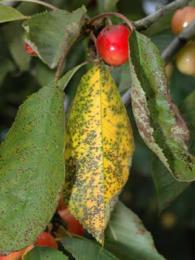 doenças da cereja