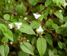 tradescantia de flor branca