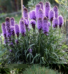 liatris crescendo