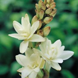 tuberosa