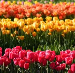 plantando tulipas na primavera