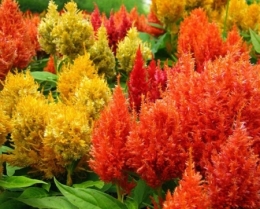 Celosia pinada